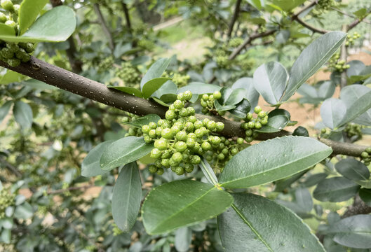 青花椒