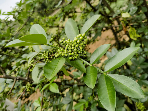 青花椒