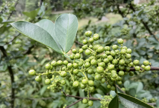 青花椒