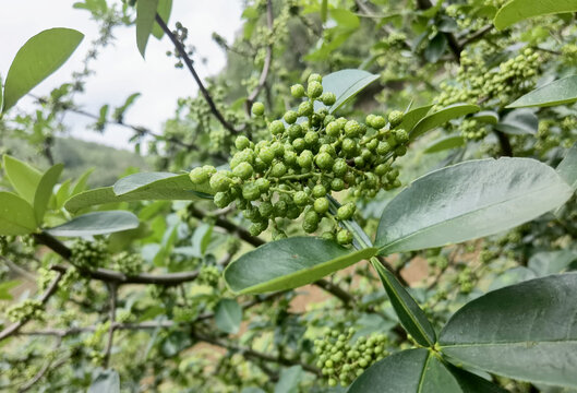 青花椒