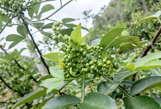 青花椒