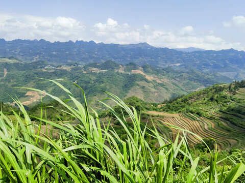 田野田园