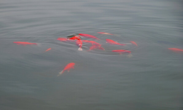 水面红色鲤鱼