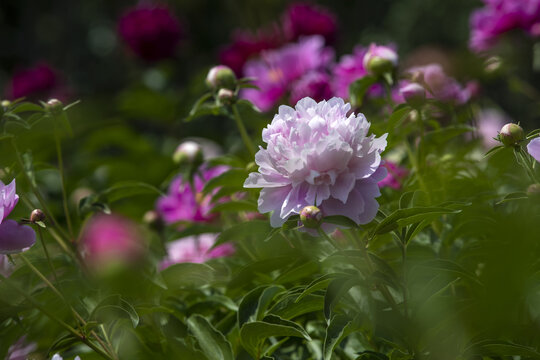 芍药花花海