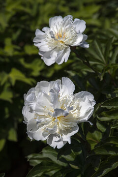 盛开的白芍药花