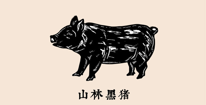 黑猪插画