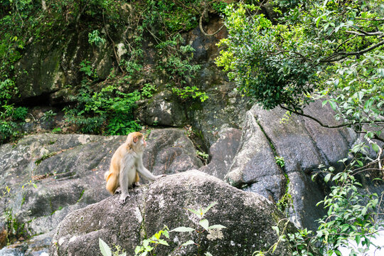 岩石上侧头的猴子