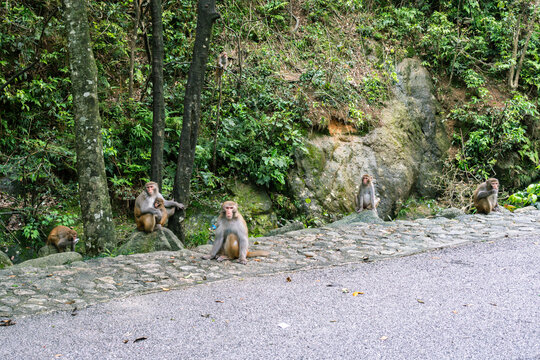 路边的猴群