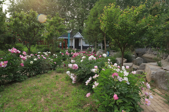 芍药花园