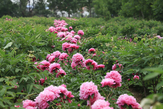 芍药