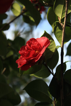 一朵重瓣红山茶花