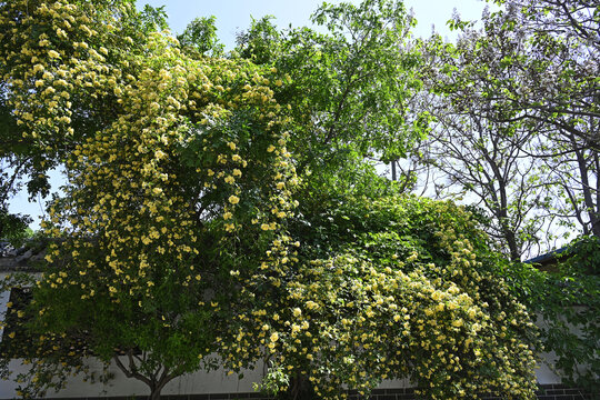 黄色木香花