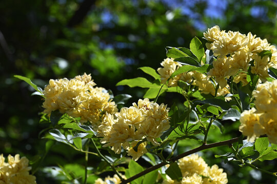 黄色木香花