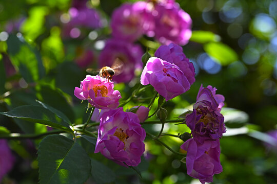蔷薇花蜜蜂