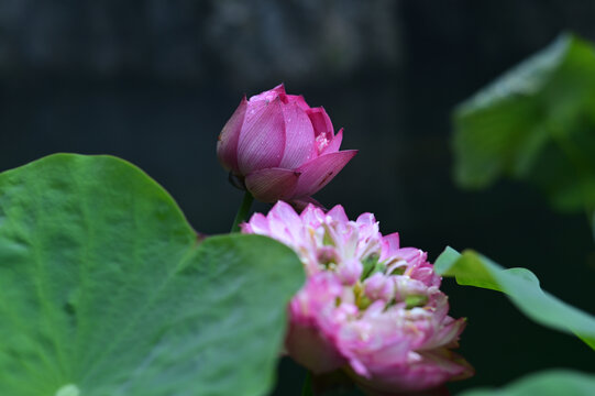 玫红色荷花雨后莲花