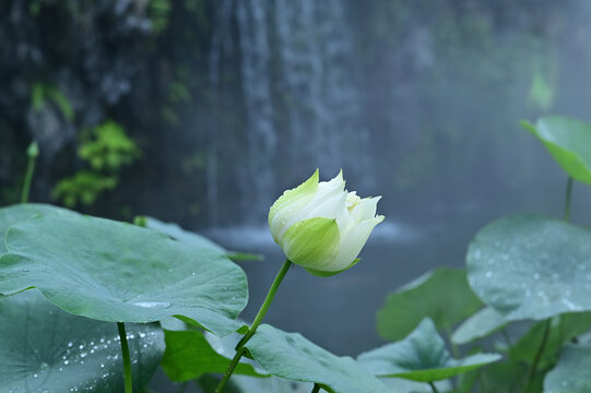 洁白色莲花