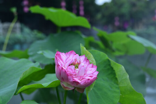 莲花荷花