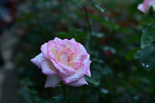 粉色玫瑰玫瑰玫瑰花情人节玫瑰