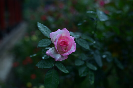 粉色玫瑰粉红色的回忆雨后玫瑰
