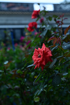 红玫瑰雨后玫瑰花朵