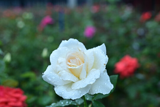 白玫瑰娇艳欲滴水珠