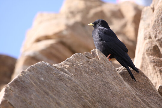 沙漠岩石上的黑鸟