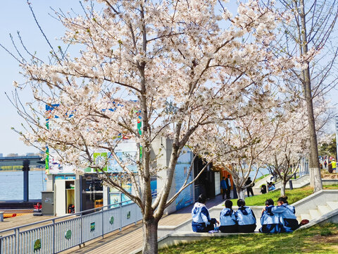 玄武湖边樱花树