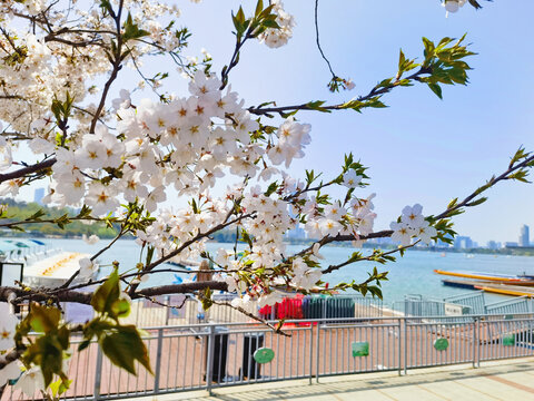玄武湖边樱花