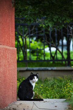 清晨红墙绿草黄花边的花猫