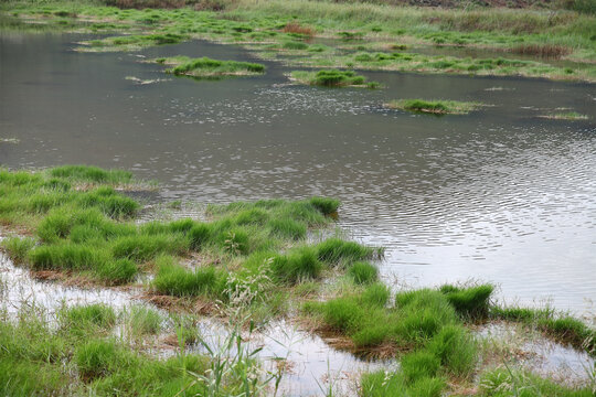 湿地水塘