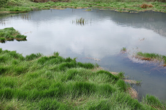 湿地水塘