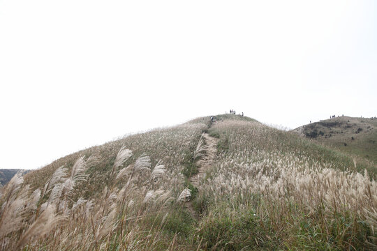 大南山草甸