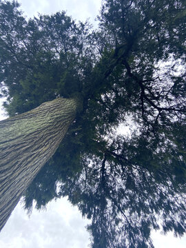 百年古树老树参天大树柏木粗壮树