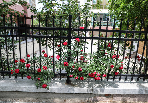 篱笆蔷薇