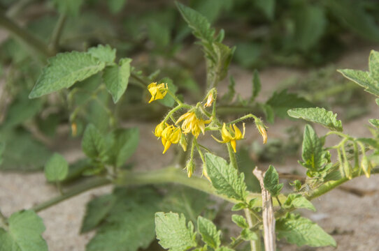 番茄花小黄花