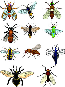 蜜蜂昆虫矢量图