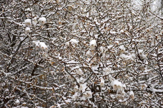 落雪的毛姐姐