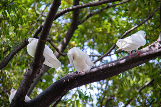 树上的白鸽