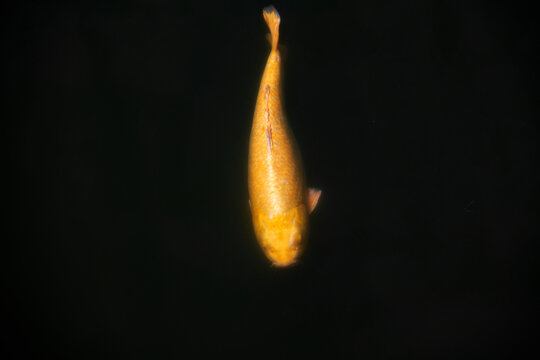 黄金鲤鱼