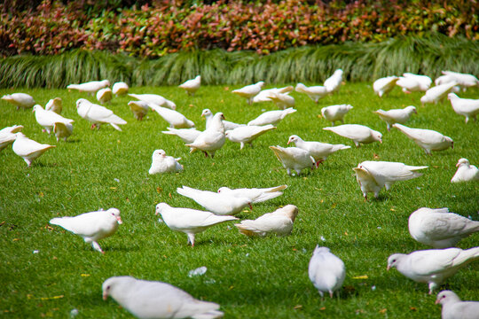 草地上的白鸽