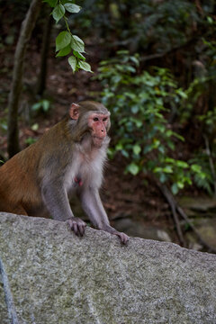 湖南省张家界森林公园猿猴