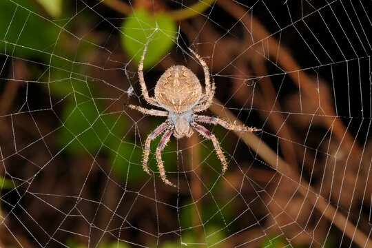 蜘蛛网上的蜘蛛