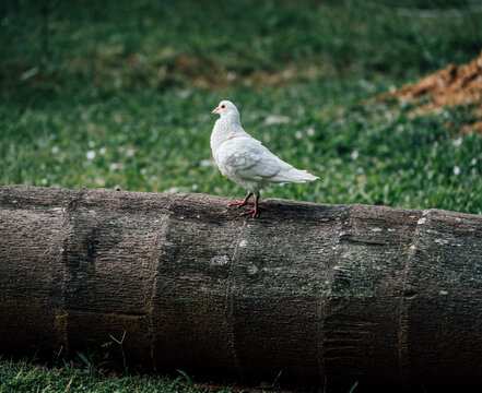 鸽子栖息在木头上的特写镜头
