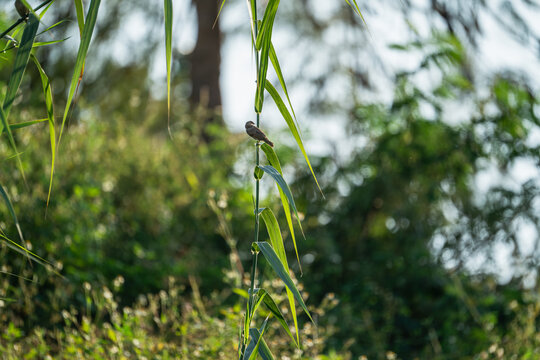 斑文鸟栖息在植物上的特写镜头