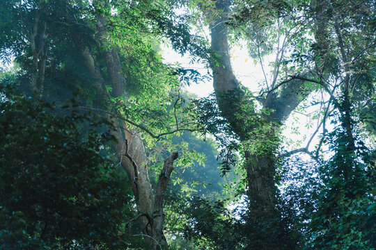原始森林中阳光穿过树木