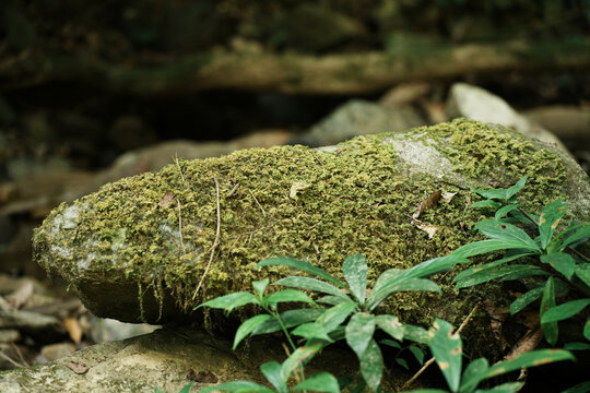 岩石上生长的苔藓的特写镜头
