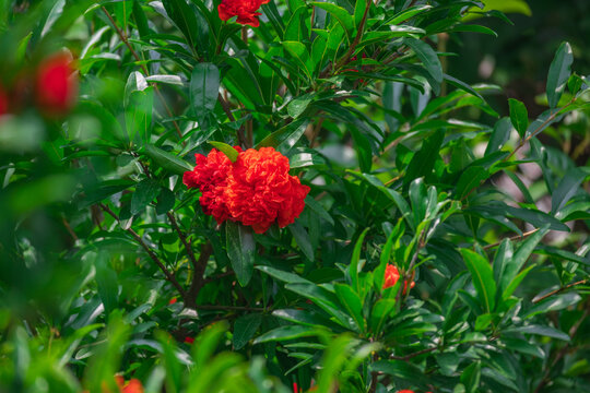 红色石榴花