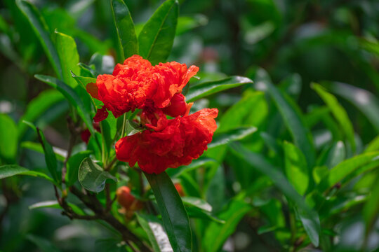 石榴树石榴花