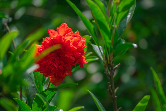 石榴开花