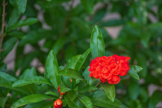 枝头石榴花